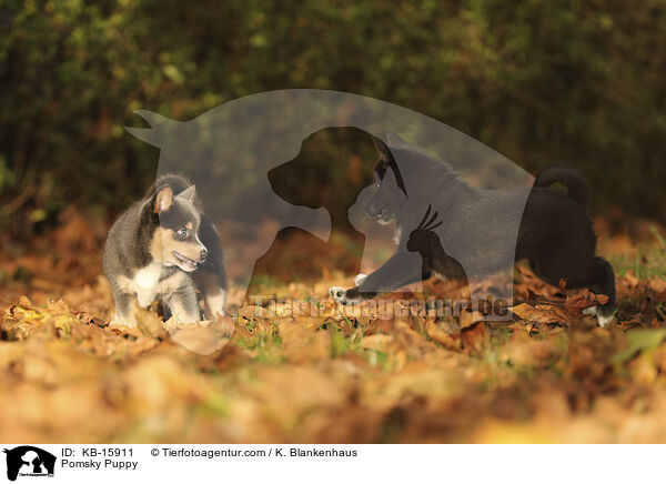 Pomsky Welpe / Pomsky Puppy / KB-15911