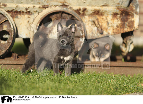 Pomsky Welpe / Pomsky Puppy / KB-15933