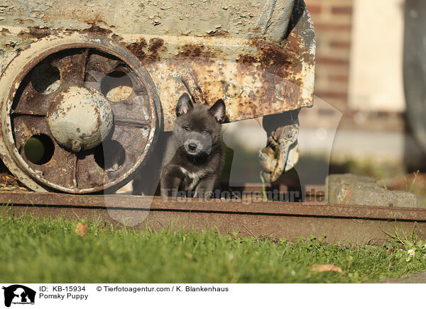 Pomsky Welpe / Pomsky Puppy / KB-15934