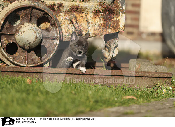 Pomsky Welpe / Pomsky Puppy / KB-15935