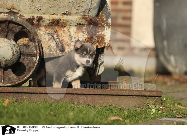 Pomsky Welpe / Pomsky Puppy / KB-15938