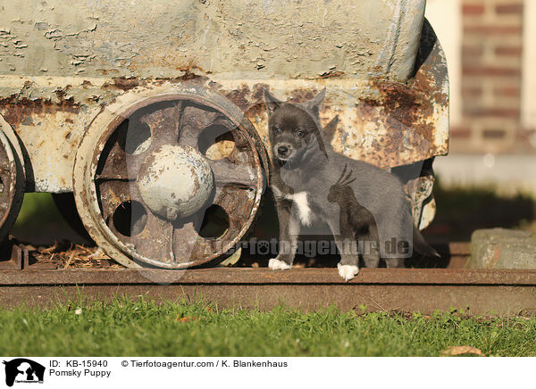 Pomsky Welpe / Pomsky Puppy / KB-15940