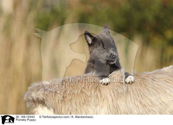 Pomsky Welpe / Pomsky Puppy / KB-15942