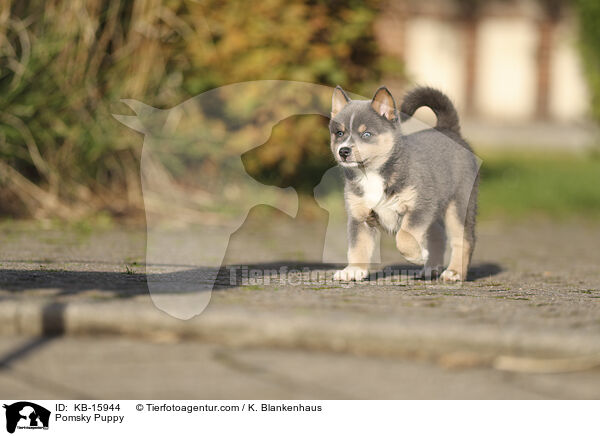 Pomsky Welpe / Pomsky Puppy / KB-15944