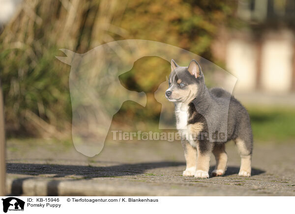 Pomsky Welpe / Pomsky Puppy / KB-15946