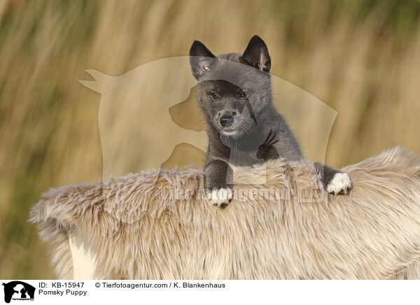 Pomsky Welpe / Pomsky Puppy / KB-15947