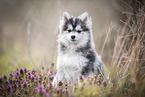 sitting young Pomsky