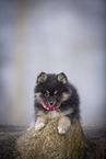 Pomsky Puppy