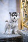 Pomsky