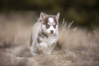 Pomsky