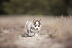 Pomsky