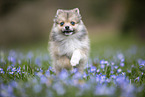 Pomsky