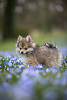 Pomsky