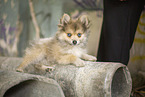 Pomsky