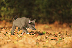 Pomsky Puppy