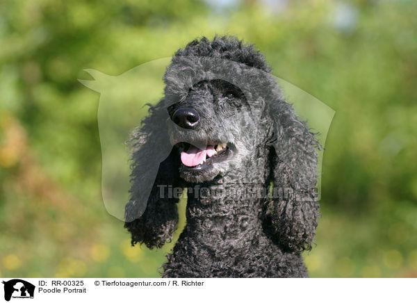 Pudel / Poodle Portrait / RR-00325