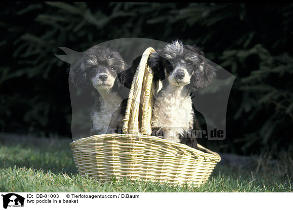 2 Pudel im Krbchen / two poddle in a basket / DB-01003