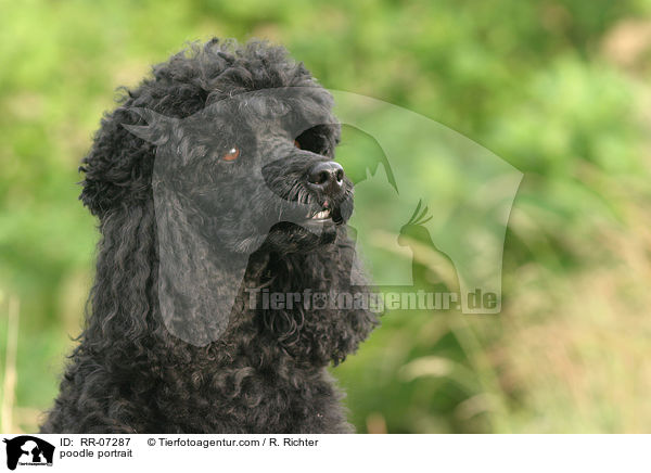 Pudel Portrait / poodle portrait / RR-07287