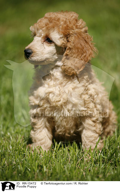 Pudel Welpe / Poodle Puppy / RR-15472