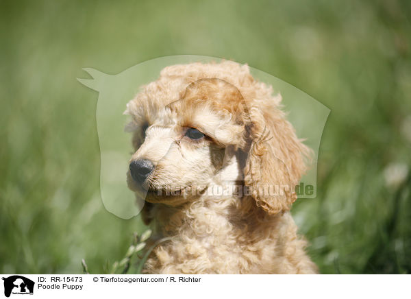 Pudel Welpe / Poodle Puppy / RR-15473