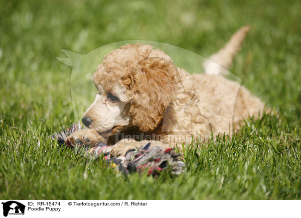 Pudel Welpe / Poodle Puppy / RR-15474