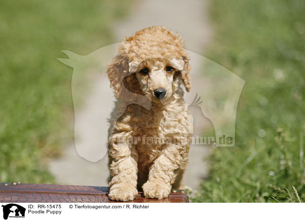 Pudel Welpe / Poodle Puppy / RR-15475