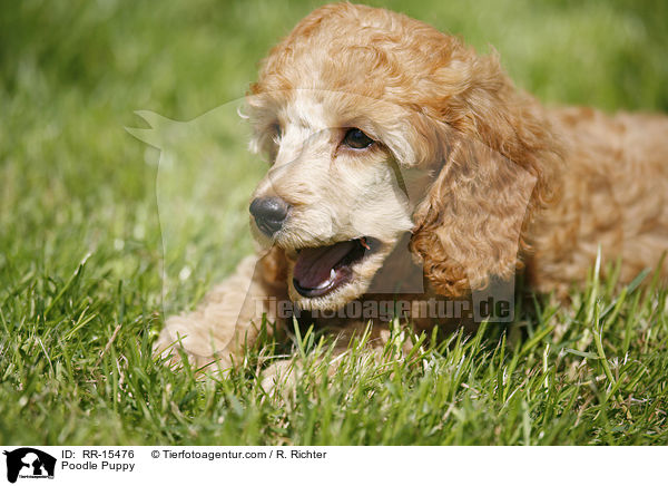 Pudel Welpe / Poodle Puppy / RR-15476