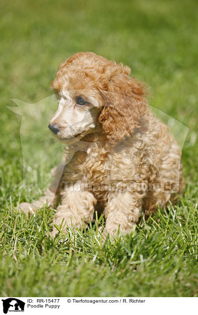 Pudel Welpe / Poodle Puppy / RR-15477