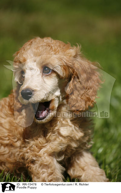 Pudel Welpe / Poodle Puppy / RR-15478