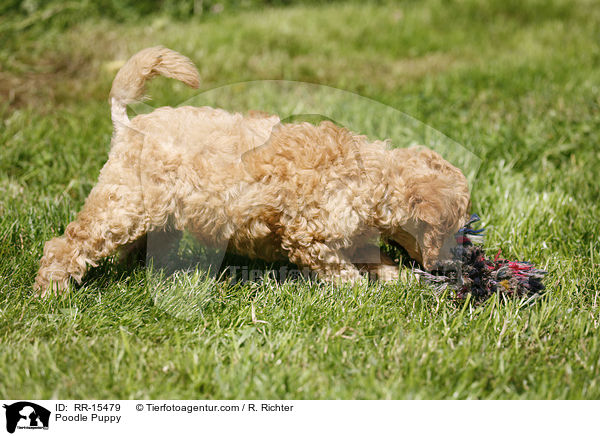 Pudel Welpe / Poodle Puppy / RR-15479