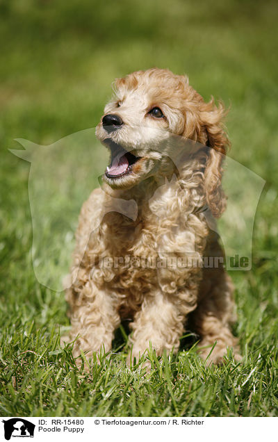 Pudel Welpe / Poodle Puppy / RR-15480