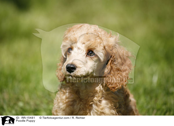 Pudel Welpe / Poodle Puppy / RR-15481