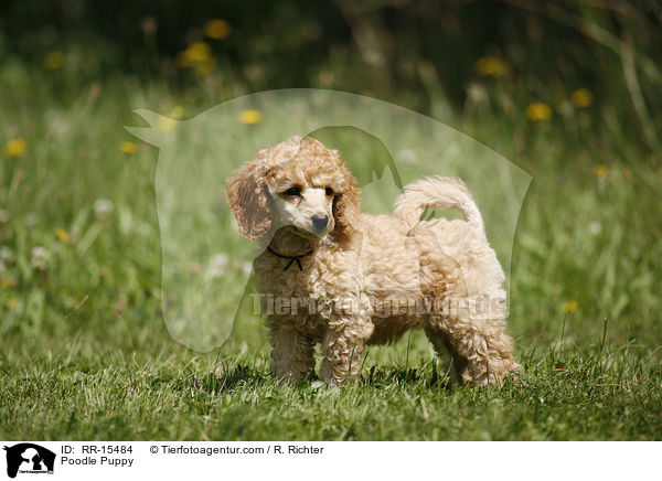 Pudel Welpe / Poodle Puppy / RR-15484