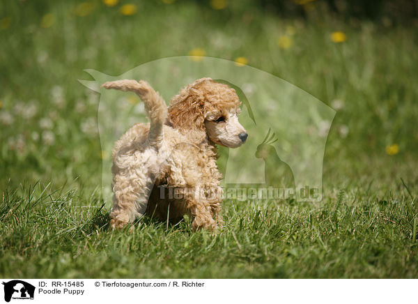 Pudel Welpe / Poodle Puppy / RR-15485