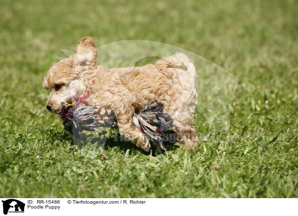 Pudel Welpe / Poodle Puppy / RR-15486