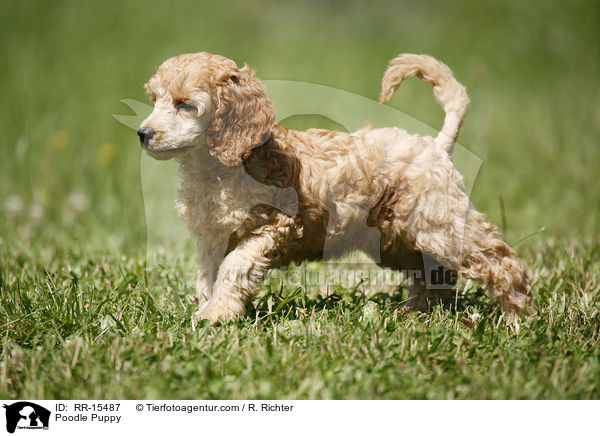 Pudel Welpe / Poodle Puppy / RR-15487