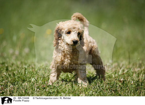 Pudel Welpe / Poodle Puppy / RR-15488