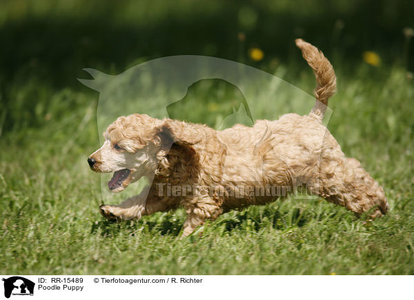 Pudel Welpe / Poodle Puppy / RR-15489
