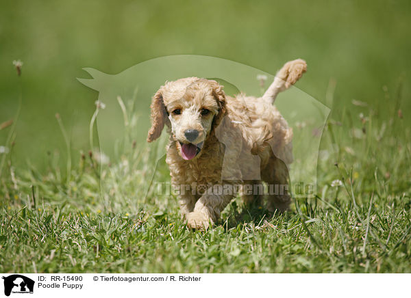 Pudel Welpe / Poodle Puppy / RR-15490