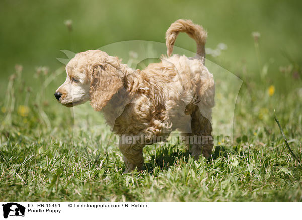 Pudel Welpe / Poodle Puppy / RR-15491