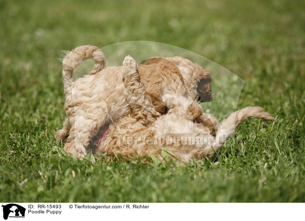Pudel Welpe / Poodle Puppy / RR-15493