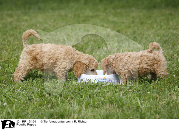 Pudel Welpe / Poodle Puppy / RR-15494