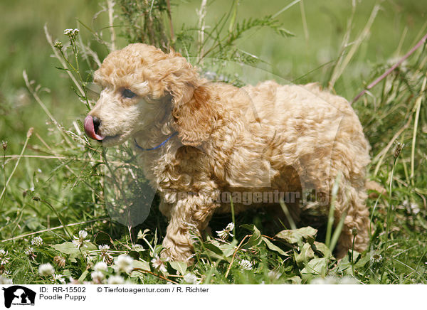 Pudel Welpe / Poodle Puppy / RR-15502