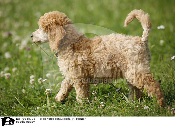 Pudel Welpe / poodle puppy / RR-15708