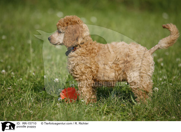Pudel Welpe / poodle puppy / RR-15710