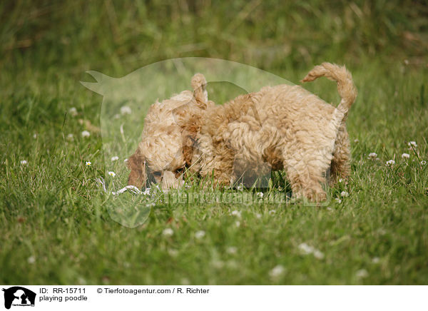 spielende Pudel / playing poodle / RR-15711