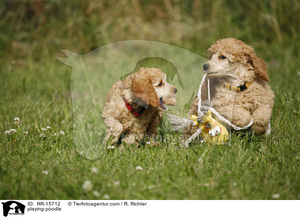 spielende Pudel / playing poodle / RR-15712