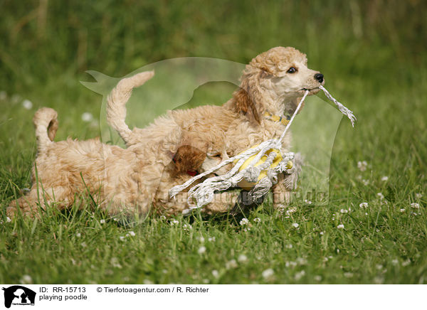 spielende Pudel / playing poodle / RR-15713