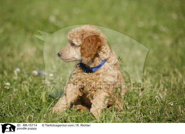 Pudel Welpe / poodle puppy / RR-15714