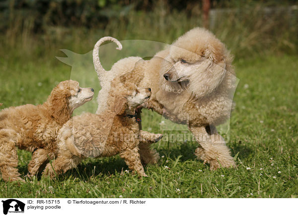 spielende Pudel / playing poodle / RR-15715